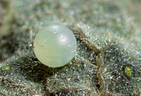 Spicebush swallowtail egg on sassafras