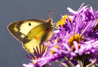 Clouded Sulphur - Wareham MA - 10-1-20