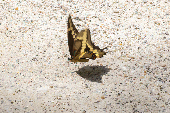 Swallowtail - Giant - 6/5/22 - Bartholemew's Cobble