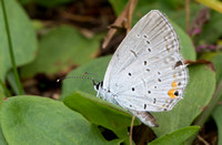Eastern tailed blue female Wareham MA 10-2-20