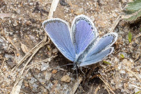 Eastern tailed-blue - 4/30/22 - MSSF