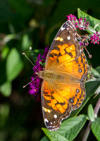 American Lady - Wareham MA - 10-1-20