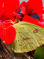 Cloudless Sulphur Female