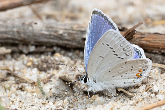 Eastern tailed-blue - 4/30/22 - MSSF