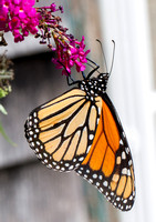 Monarch - Wareham MA - 10-1-20