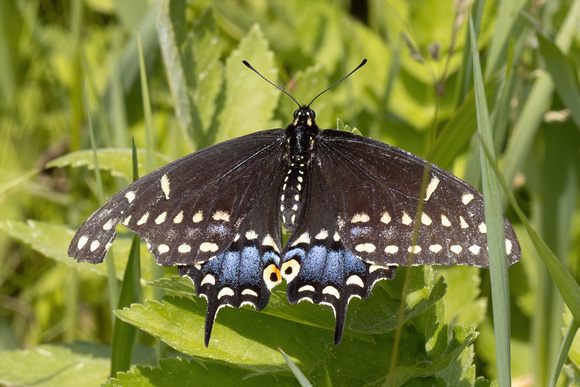 Swallowtail - Black - 6/5/22 - Bartholemew's Cobble
