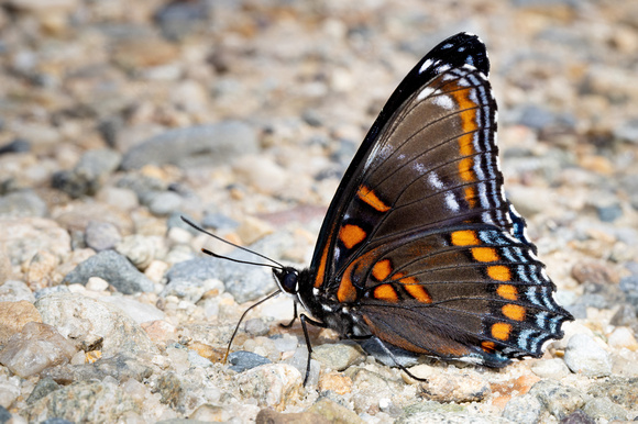 Red-spotted purple - 6/11/22 - MSSF