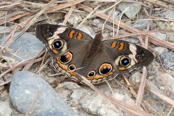 Common Buckeye - Crane WMA - 8/31/24