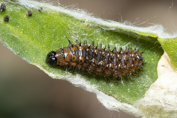 American Lady caterpillar - 5/29/22 - Crane WMA