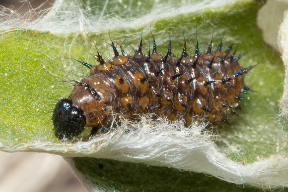American Lady caterpillar - 5/29/22 - Crane WMA