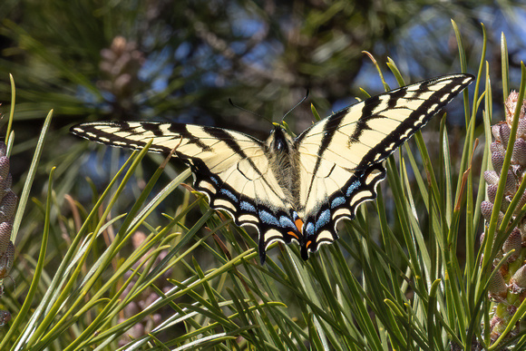 Swallowtail - Eastern Tiger - 5/1/22 - Horn Pond Mtn