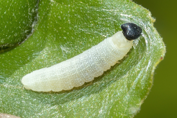 Duskywing caterpillar - 6/11/22 - MSSF