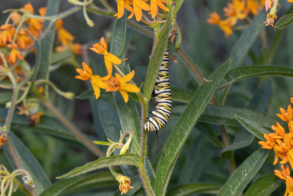Monarch - caterpillar - 9/1/22 - Wareham