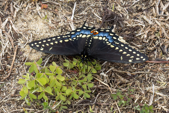 Swallowtail - Black - 5/12/22 - Wareham