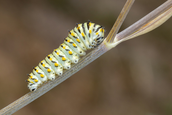 Swallowtail - Black - caterpillar - 8/6/22 - Wareham