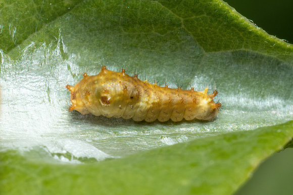Swallowtail - Spicebush - caterpillar - 8/6/22 - Wareham