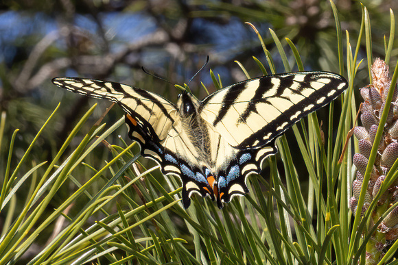 Swallowtail - Eastern Tiger - 5/1/22 - Horn Pond Mtn