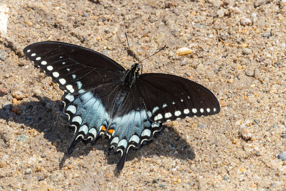 Swallowtail - Spicebush - 5/29/22 - Crane WMA