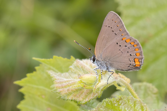 Hairstreak - Coral - 7/3/22 - Joint Base Cape Cod