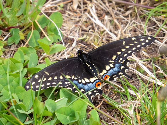 Swallowtail - Black - 5/12/22 - Wareham