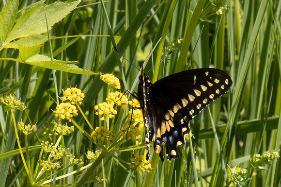 Swallowtail - Black - 6/4/22 - Moran WMA