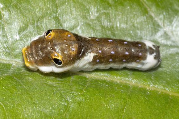 Swallowtail - Spicebush caterpillar - 6/19/22 - Broad Meadow Brook