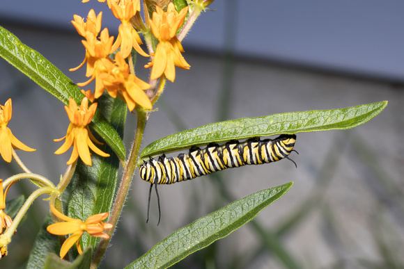 Monarch - caterpillar - 9/1/22 - Wareham