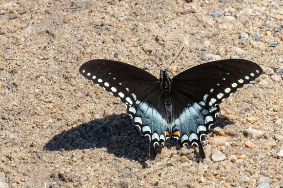 Swallowtail - Spicebush - 5/29/22 - Crane WMA